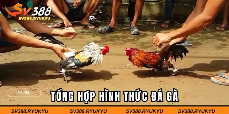 Tổng hợp hình thức đá gà