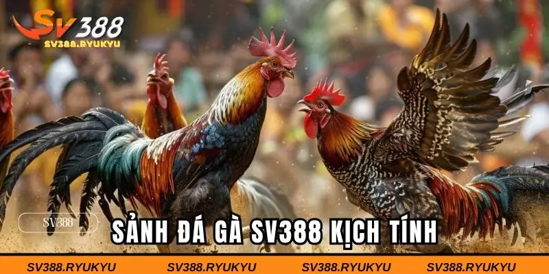 Sảnh đá gà kịch tính, chuyên nghiệp bậc nhất châu Á